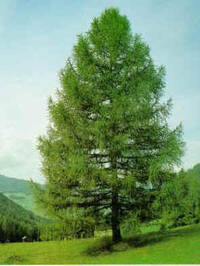 Larice / Le piante / Il bosco / Ambiente / Aree tematiche / Comune di